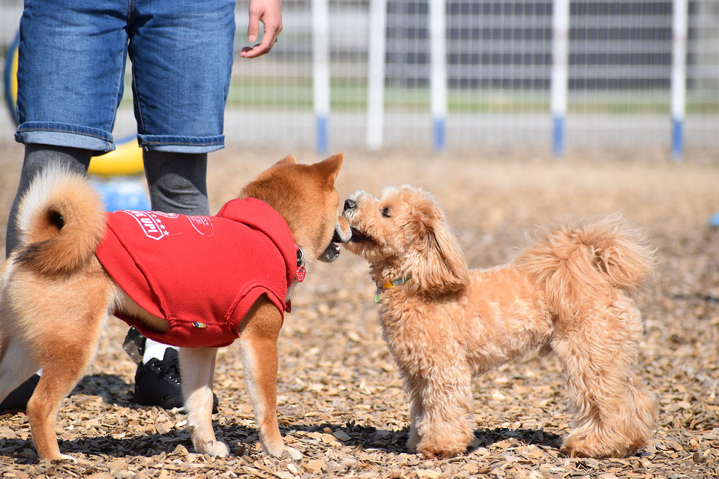 ドッグラン5